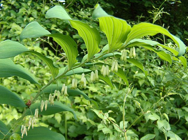 Polygonatum multiflorum